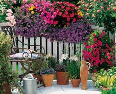 Blütenreichtum für die Terrasse