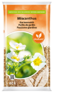 Miscanthus-